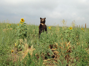 The Wild Animal Sanctuary in Keenesburg, Colorado | ISM